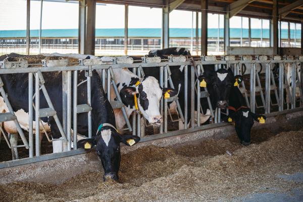 Dairy cows in stanchion